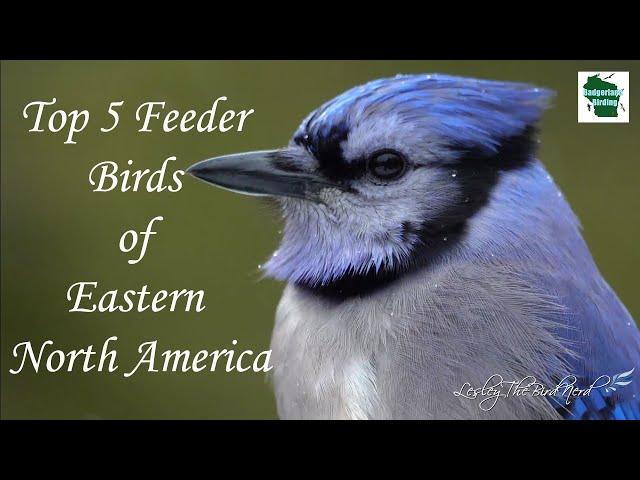 Top 5 Feeder Birds of Eastern North America (with LesleytheBirdNerd)
