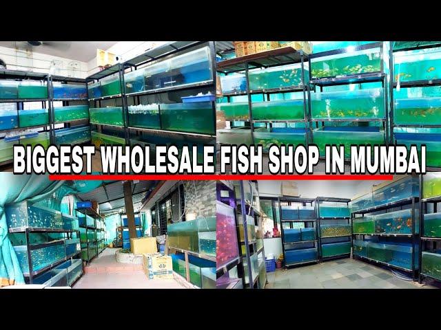 Biggest Wholesale Aquarium Fish Shop In Mumbai | Nisha Aquarium fish shop