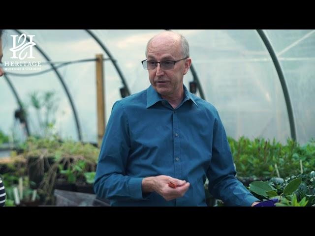 Rhododendron Propagation