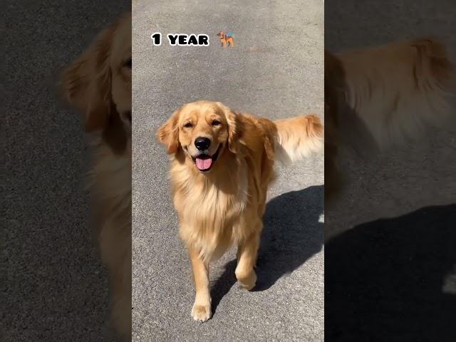 45 days Vs 1 year golden retriever transformation #feed #dog #shots #goldenretriever #trasformation