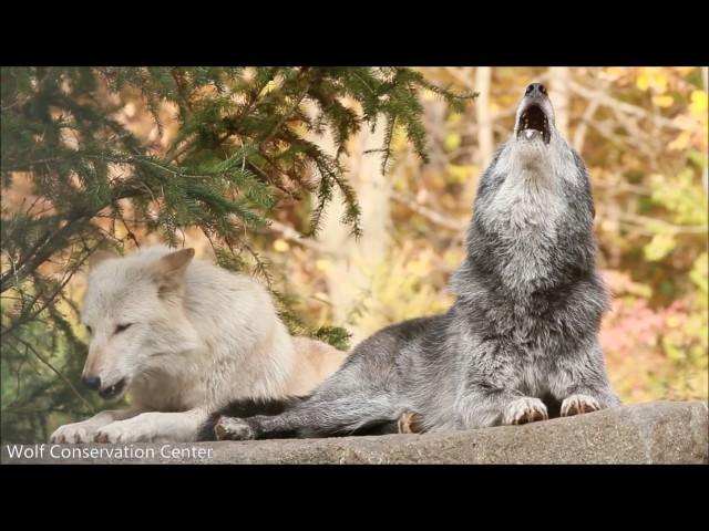 Wolf Howl Harmonies