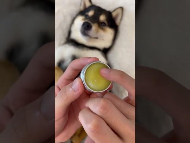 ASMR | 曼玉Manyu沉浸式身体护理SPA  #柴犬 #豆柴 #抖音 #柴犬可愛い