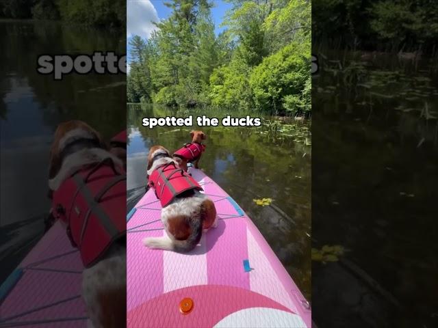 Paddle Board DOGS