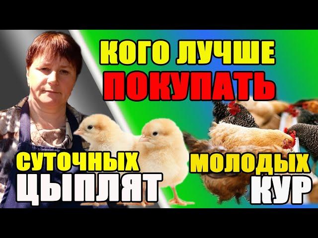 Кого ЛУЧШЕ КУПИТЬ цыплят или молодых кур?