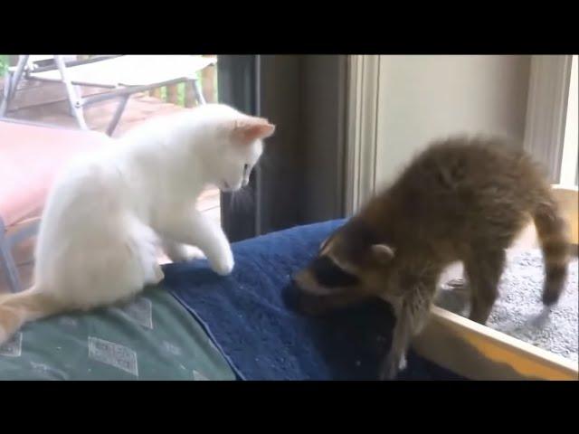 Top 5 Best Video with raccoons. Funny Raccoon and cat.