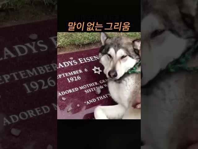 말이 없는 그리움