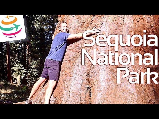 Sequoia National Park die größten Bäume der Welt | YourTravel.TV