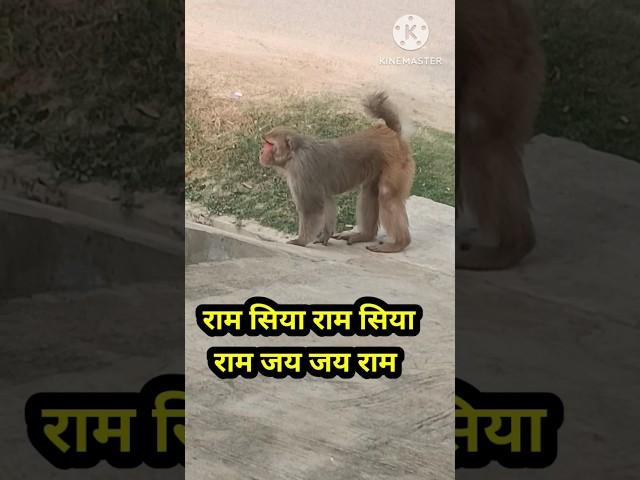 #ram #krishna #bhakti #hanuman #monkey #shorts #youtubeshorts #ytshorts #viral #trending #religion