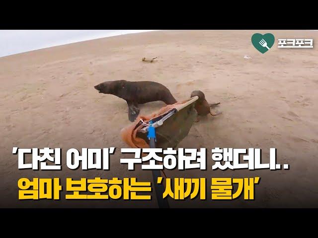 어미물개 구조하려 했더니...아픈 엄마 보호하는 아기물개