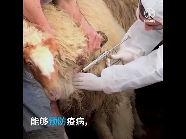 包容性动物健康方法——共同建设可持续的未来