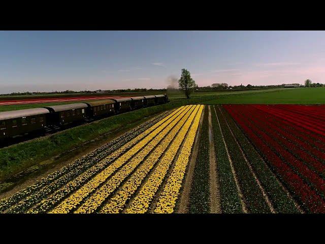 Tulpentram stoomt door de West Friese kleurrijke bollenvelden.