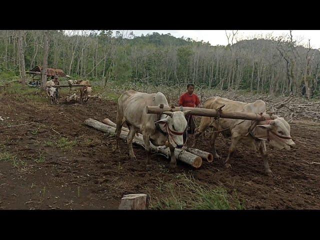 Sapi - Sapi Pembersih Hutan || Cikar Jember