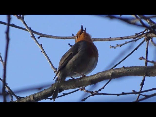 Allerhand Flattermänner und Vogelgesang im Schwarzwald