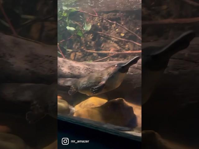 Adorable platypus in Reptile park in Australia カモノハシ #sydney #animals
