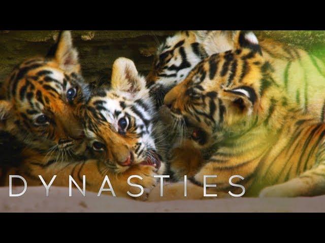 Cute Tiger Cubs Playing | Dynasties | BBC Earth