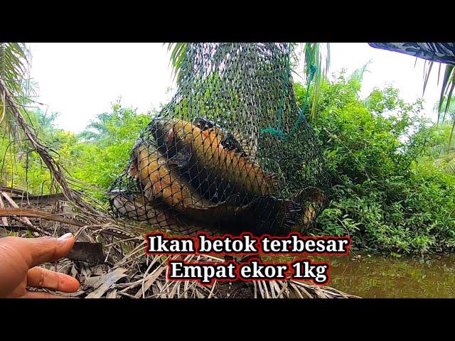 Gila...! Orang ini temukan spot mancing ikan betok yg puluhan tahun tak terjamah pemancing liar