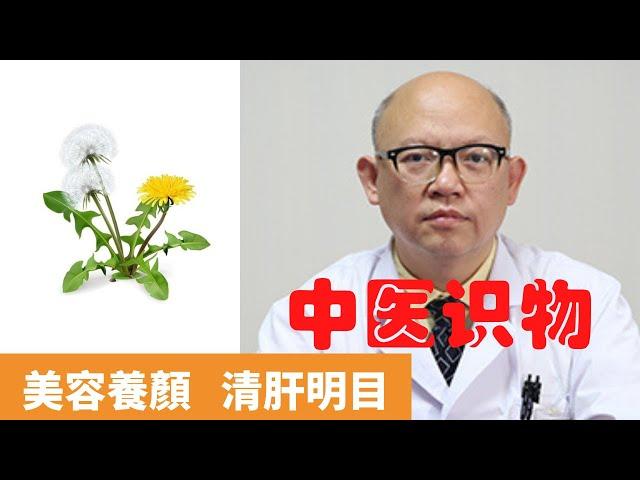 蒲公英的作用及功能【保健養生】生生不息