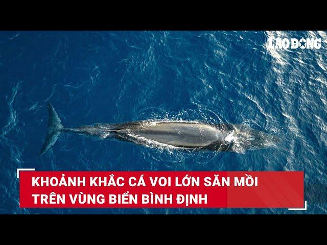 Khoảnh khắc cá voi lớn săn mồi trên vùng biển Bình Định | Báo Lao Động