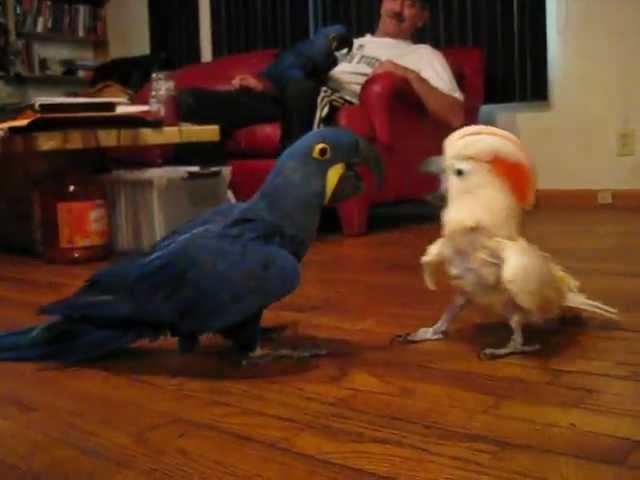 Cockatoo vs. Hyacinth Macaw