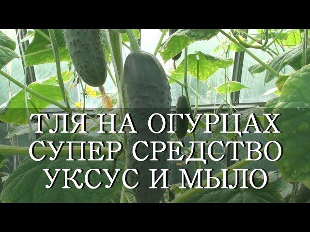 ТЛЯ НА ОГУРЦАХ СУПЕР СРЕДСТВО УКСУС И МЫЛО.