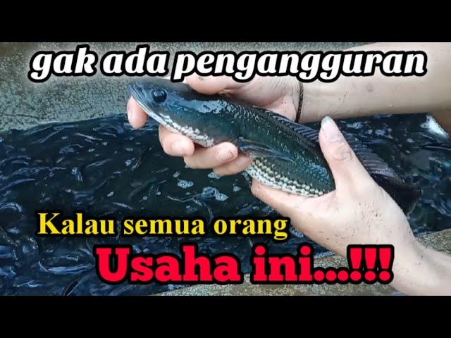 USAHA SAMPINGAN BUDIDAYA IKAN GABUS/ KUTUK