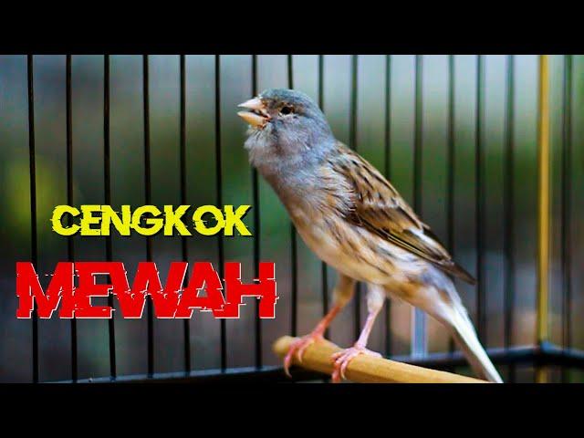 live 19#, KENARI GACOR CENGKOK MEWAH, MASTERAN KENARI MUDA BELAJAR NGELAGU