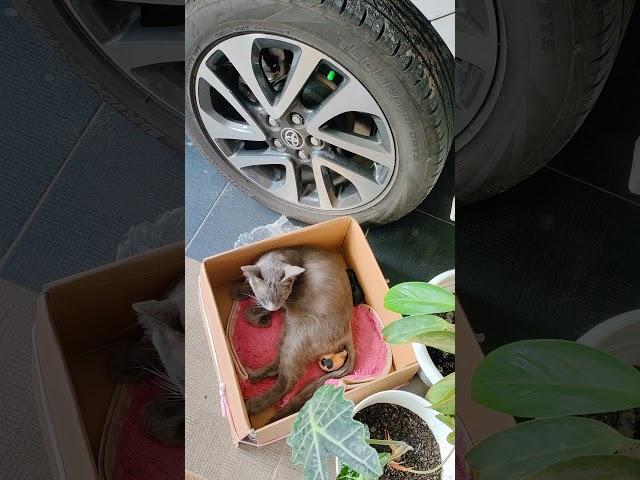 kucing kelabu lahiran anaknya