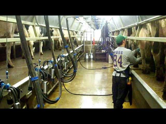 TRANS Iowa Low Cost Milking Parlor - Part 1