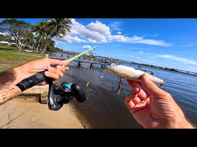 Multi-Species All DAY Fishing!! Tripletail, Big Jack Crevalle, Redfish and more!!!