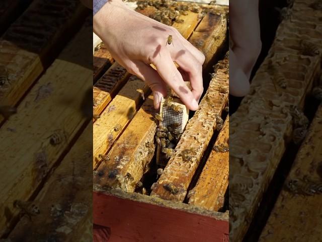 Installing a new queen bee! Pt. 2 #Beekeeping #beekeeper #Bees #beehive #queenbee #queen
