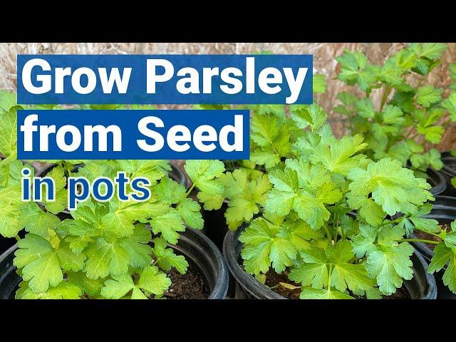 How to Grow Parsley from Seed in Pots