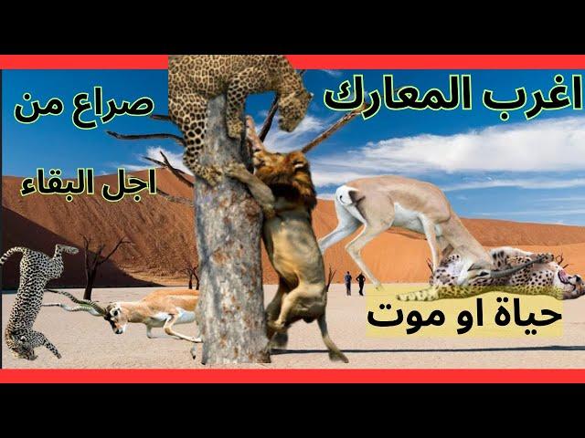 اغرب معارك الحيوانات لاتتوقع النتائج الجزء الثانى