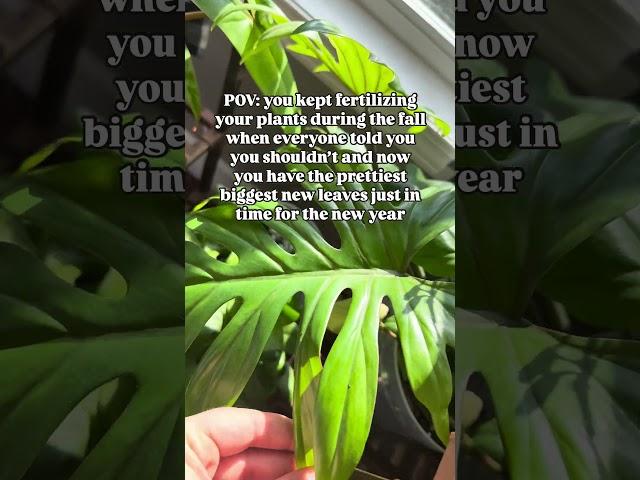 If you’d like to see which fertilizer I use check out the link in my bio!  #plants #fertilizer