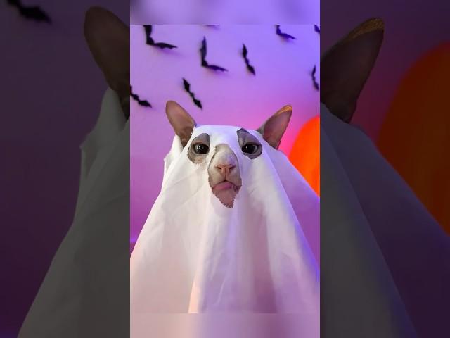 Ghost Photoshoot With My Cat #shorts #pets #cats #sphynx #halloween