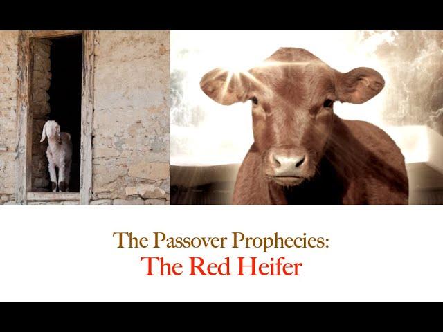 The Red Heifer and Passover (The Passover Prophecy Pt 6)