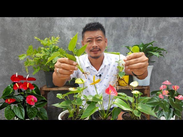 How To Grow Anthurium Plant In Easy Method | Anthurium Plant Care