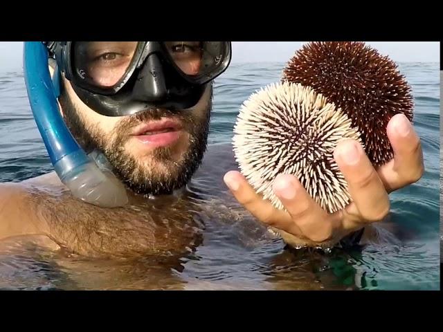 Comment trouver et manger les oursins au fond de la mer