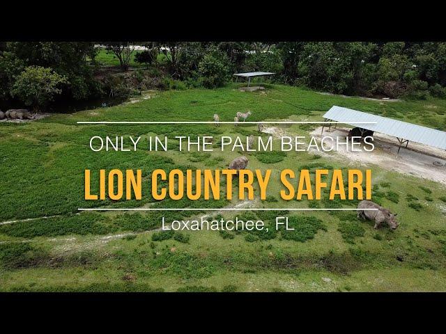 Lion Country Safari | Only In The Palm Beaches