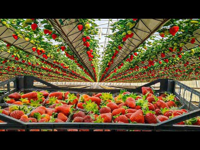 Unique Strawberry Cultivation Method | Modern Hydroponic Strawberry Farm | Strawberry Harvesting