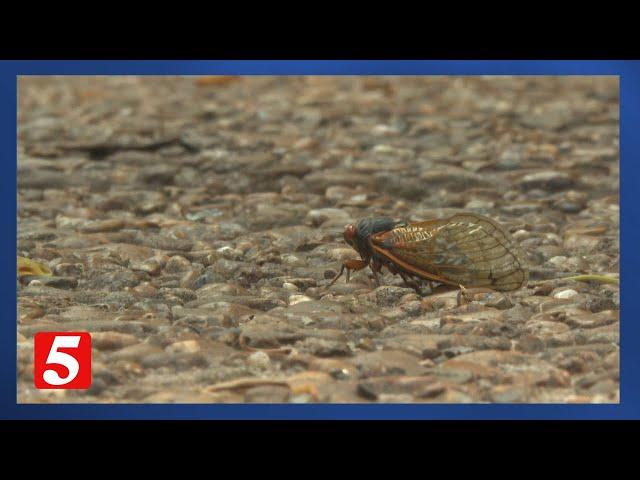 'Mostly harmless': Expert talks cicadas and ear health