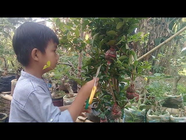 Cara budidaya bonsai sianci dengan cara di cangkok.cara mencangkok yg baik dan benar