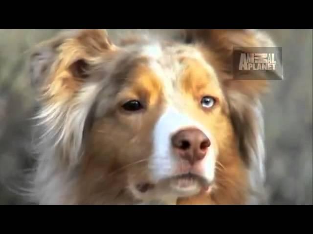 Dogs 101 Australian Shepherd