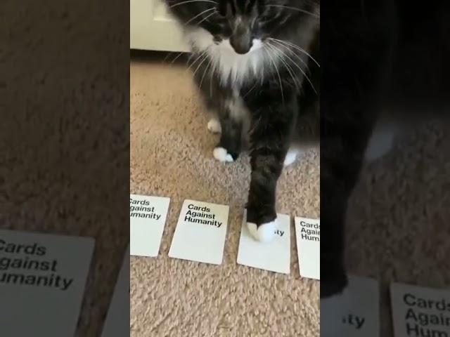 Cat Plays Cards Against Humanity | Original By @VulgerTuxedo #shorts