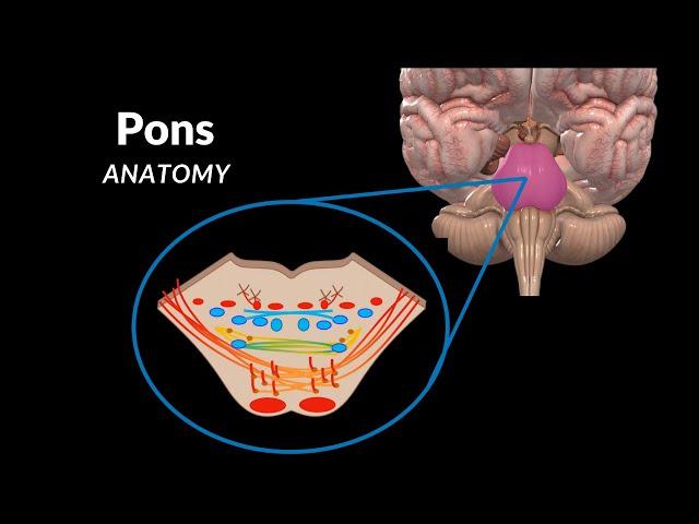 Pons - External and Internal (White & Grey matter) + QUIZ | Anatomy