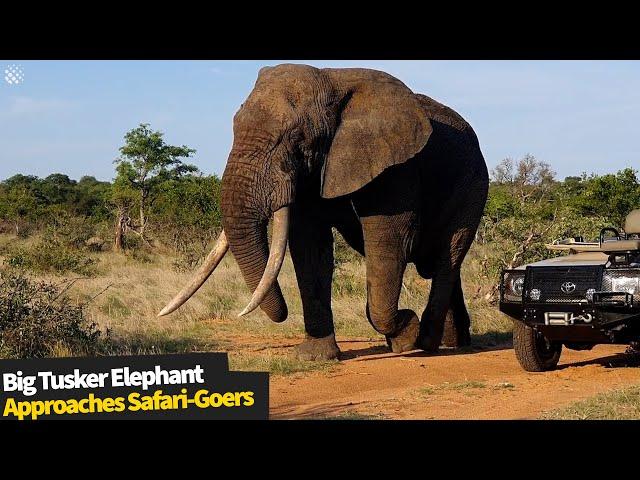 Big Tusker Elephant Shows Off His HUGE Size To Sarafi-Goers In South Africa