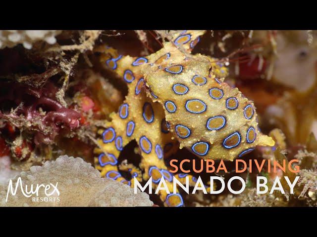 Scuba diving & critter hunting in Manado Bay - North Sulawesi #indonesia #underwater #adventure