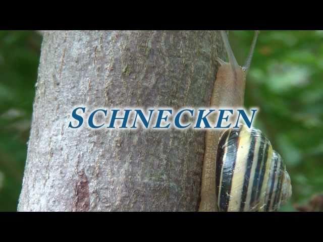 Naturplatz Schnecken