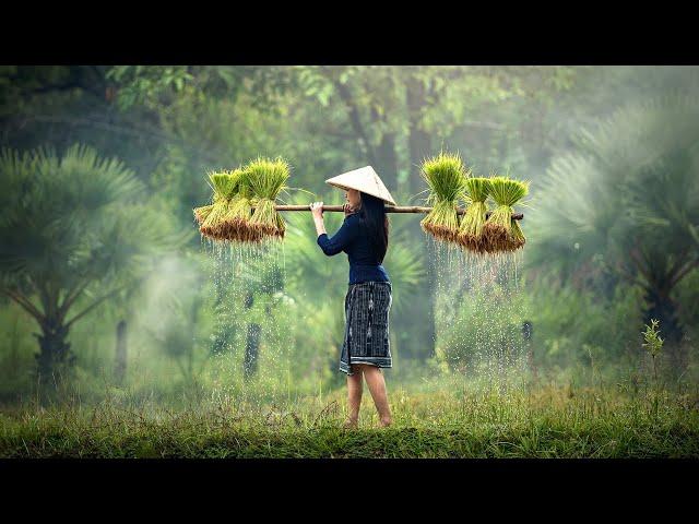 Agriculture No Copyright Videos | Agriculture Royalty Free Videos | Free Video Footage No Copyright