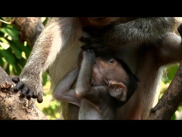 Pity Baby NICK So Hungry Mummy Reject Milk Baby | News Baby Monkey