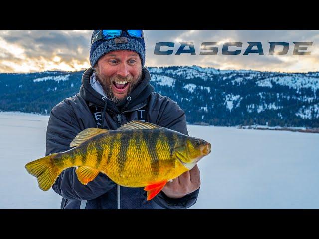 Cascade Lake Perch - Yellow GIANTS